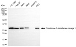GST Omega 1 Antibody in Western Blot (WB)