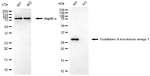 GST Omega 1 Antibody in Western Blot (WB)