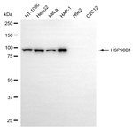 GRP94 Antibody in Western Blot (WB)
