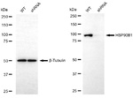 GRP94 Antibody in Western Blot (WB)