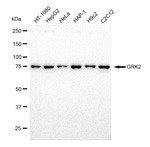 GRK2 Antibody in Western Blot (WB)