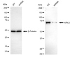 GRK2 Antibody in Western Blot (WB)