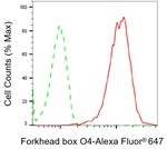 FOXO4 Antibody in Flow Cytometry (Flow)