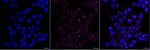 FOXO4 Recombinant Rabbit Monoclonal Antibody (25GB3445)