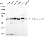 FOXO4 Antibody in Western Blot (WB)