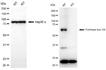 FOXO4 Antibody in Western Blot (WB)