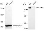 Filamin A Antibody in Western Blot (WB)