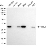 FHL1 Antibody in Western Blot (WB)