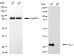 FHL1 Antibody in Western Blot (WB)