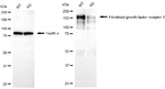 FGFR1 Antibody in Western Blot (WB)