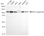 EphB3 Antibody in Western Blot (WB)