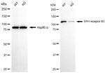 EphB3 Antibody in Western Blot (WB)