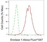 ENO1 Antibody in Flow Cytometry (Flow)