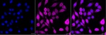 ENO1 Recombinant Rabbit Monoclonal Antibody (25GB2820)