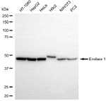 ENO1 Antibody in Western Blot (WB)