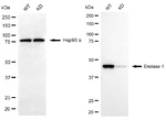 ENO1 Antibody in Western Blot (WB)