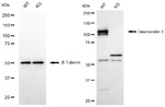 Desmocollin 3 Antibody in Western Blot (WB)