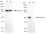 Cytokeratin 8 Antibody in Western Blot (WB)