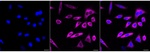 Cytokeratin 18 Antibody in Immunocytochemistry (ICC/IF)