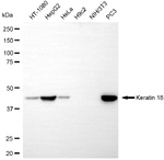 Cytokeratin 18 Antibody in Western Blot (WB)