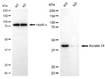 Cytokeratin 18 Antibody in Western Blot (WB)