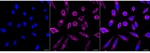 Cytokeratin 18 Antibody in Immunocytochemistry (ICC/IF)