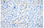 Cytokeratin 18 Antibody in Immunohistochemistry (Paraffin) (IHC (P))
