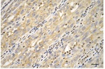 Cytokeratin 18 Antibody in Immunohistochemistry (Paraffin) (IHC (P))