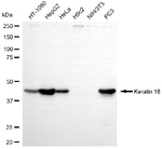 Cytokeratin 18 Antibody in Western Blot (WB)