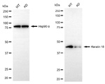 Cytokeratin 18 Antibody in Western Blot (WB)