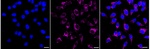 Cytokeratin 17 Recombinant Rabbit Monoclonal Antibody (23GB6535)