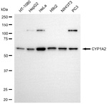 CYP1A2 Monoclonal Antibody (25GB3895)