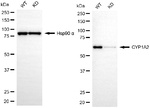 CYP1A2 Antibody in Western Blot (WB)
