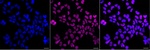 Cyclin T1 Recombinant Rabbit Monoclonal Antibody (25GB150)