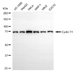 Cyclin T1 Antibody in Western Blot (WB)