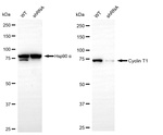 Cyclin T1 Antibody in Western Blot (WB)
