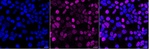 Cyclin E Recombinant Rabbit Monoclonal Antibody (25GB400)