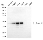 Cyclin E Antibody in Western Blot (WB)