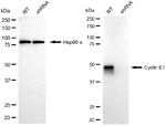 Cyclin E Antibody in Western Blot (WB)