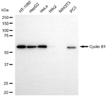 Cyclin B1 Antibody in Western Blot (WB)