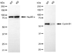Cyclin B1 Antibody in Western Blot (WB)