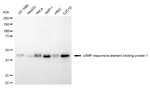 CREB Antibody in Western Blot (WB)