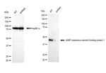 CREB Antibody in Western Blot (WB)