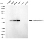 Creatine Kinase BB Antibody in Western Blot (WB)