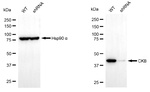 Creatine Kinase BB Antibody in Western Blot (WB)
