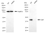 CNP Antibody in Western Blot (WB)