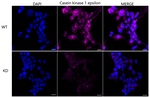 CK1 epsilon Monoclonal Antibody (25GB490)