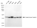 CK1 epsilon Antibody in Western Blot (WB)