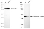 CK1 epsilon Antibody in Western Blot (WB)
