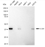 c-Jun Antibody in Western Blot (WB)